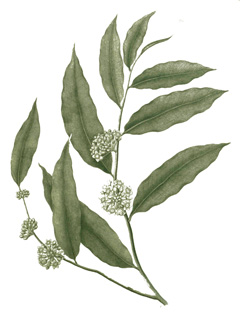Aquilaria malaccensis Agar Wood, Eaglewood, Indian Aloewood, Aloeswood